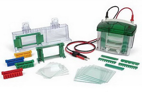 Bio-rad美國(guó)伯樂Mini-PROTEAN Tetra Cell小型垂直電泳槽，1-2塊，厚0.75mm凝膠1658002