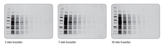 BIO-RAD Trans-Blot®Turbo美國伯樂全能型蛋白轉(zhuǎn)印系統(tǒng)1704150
