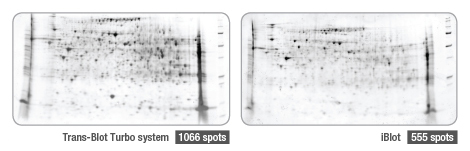 BIO-RAD Trans-Blot®Turbo美國伯樂全能型蛋白轉(zhuǎn)印系統(tǒng)1704150