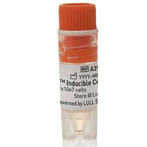 Gibco Expi293F誘導細胞A39241CN