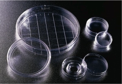 Falcon 35mm易握型細胞培養(yǎng)皿353001