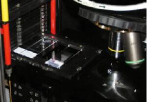 法國IMSTAR FISH熒光原位雜交