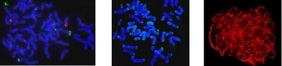 法國IMSTAR全自動FISH原位雜交系統