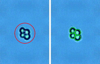 Logos LUNA-II原裝進(jìn)口全自動細(xì)胞計(jì)數(shù)儀