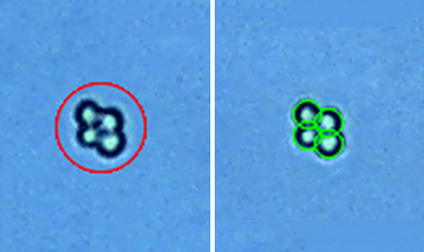 Logos LUNA-II進(jìn)口全自動細(xì)胞計(jì)數(shù)儀