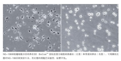 美國BD BioCoat Matrigel進口多種膠原及蛋白