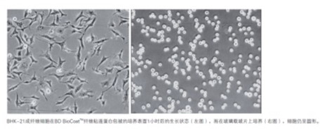 美國原裝進口BD BioCoat Matrigel多種膠原及蛋白