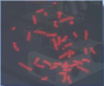 美國NVT熒光原位雜交FISH成像系統