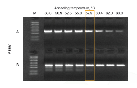 Bio-rad伯T100 PCR儀,1861096梯度pcr